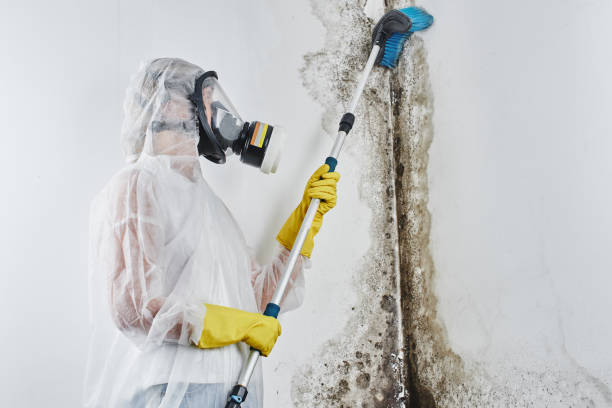 Professional Mold Removal in Seaside Heights, NJ
