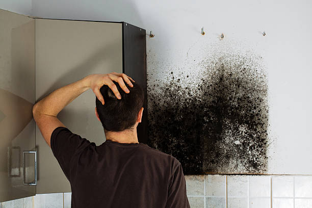 Mold Removal and Inspection in Seaside Heights, NJ